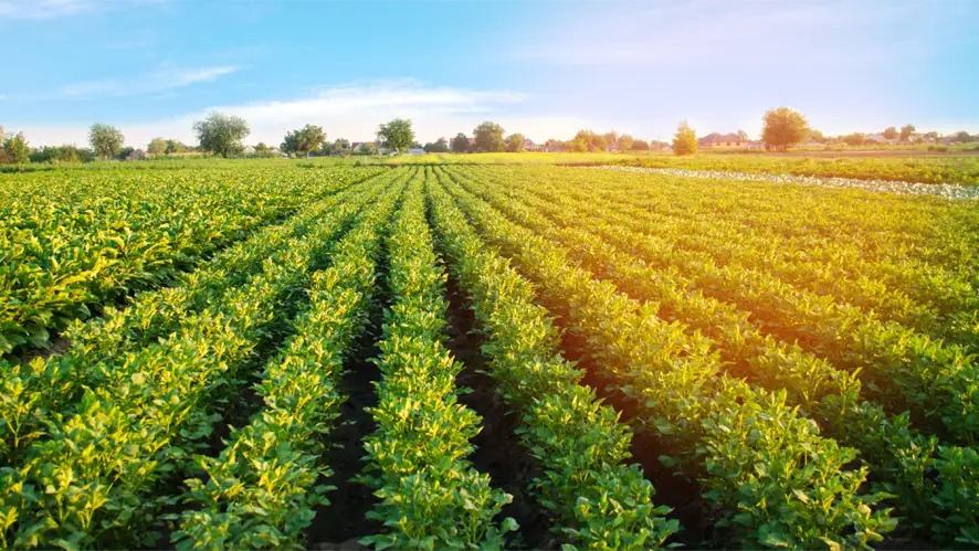 A photo of a field of crops planted neatly in rows.