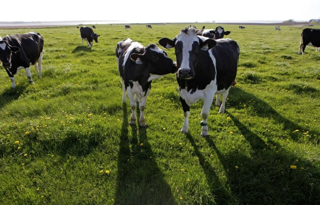Dairy cows standing in a field.