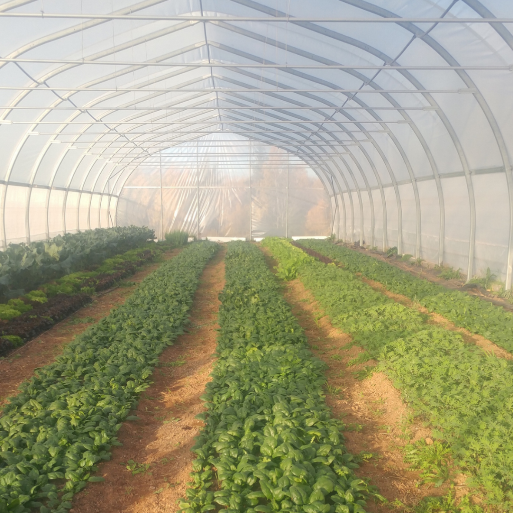 A loan from the Farm Loan Board helped buy a second large greenhouse for growing winter greens.