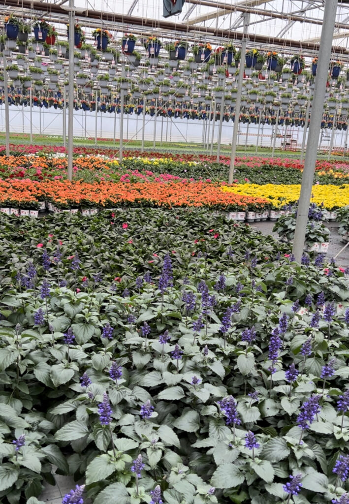 Colourful display of nursery plants at Forest Glen.