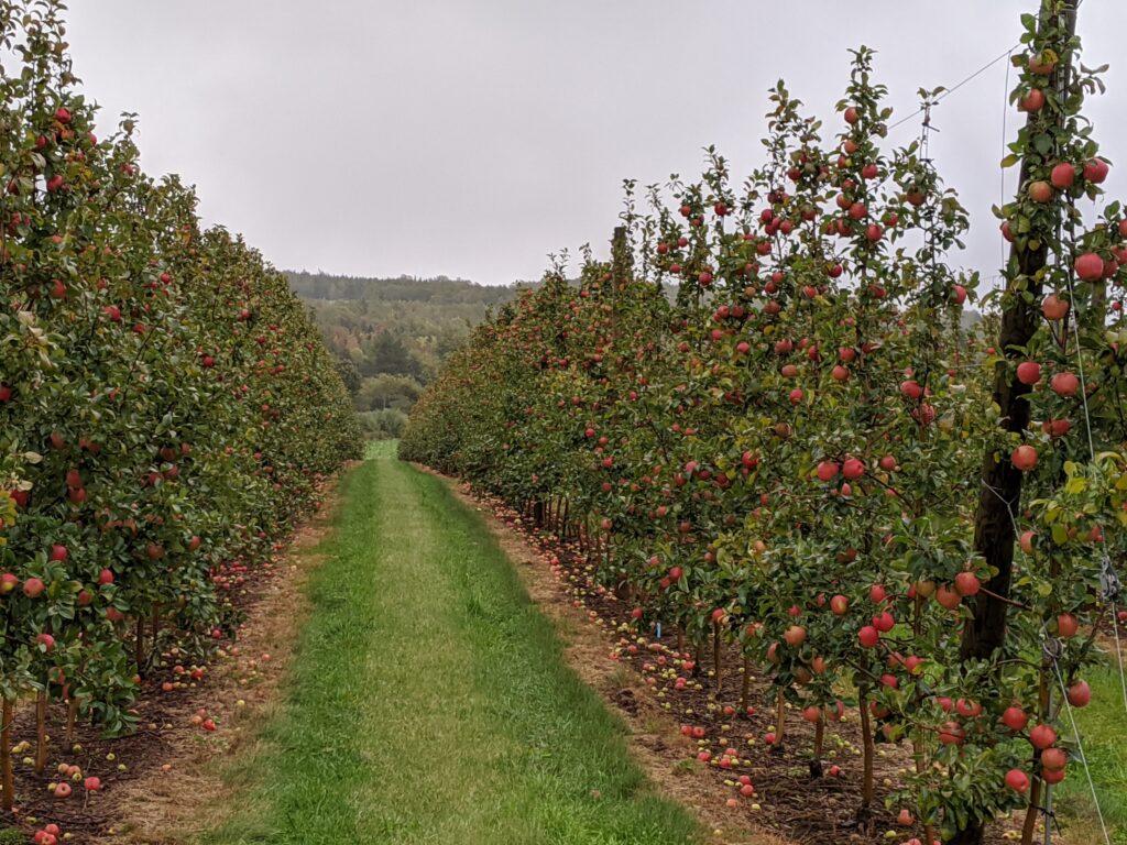 Apple trees on Walsh Farm